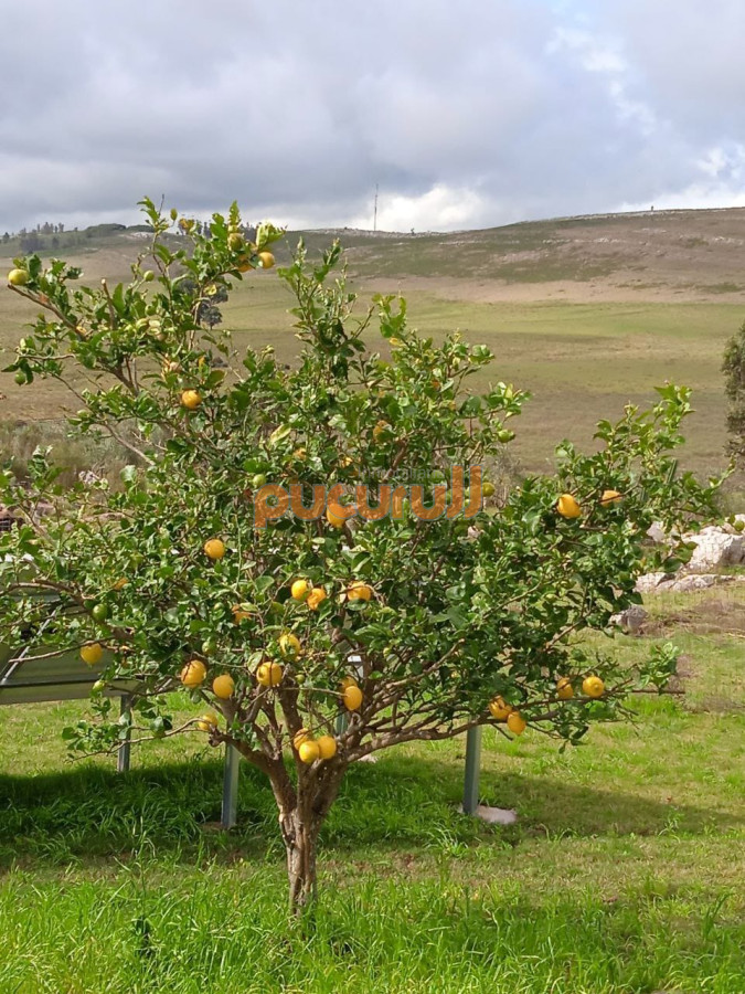 Chacra ID.776 - ATENCION!!! Chacra 5 hás. con Olivos 