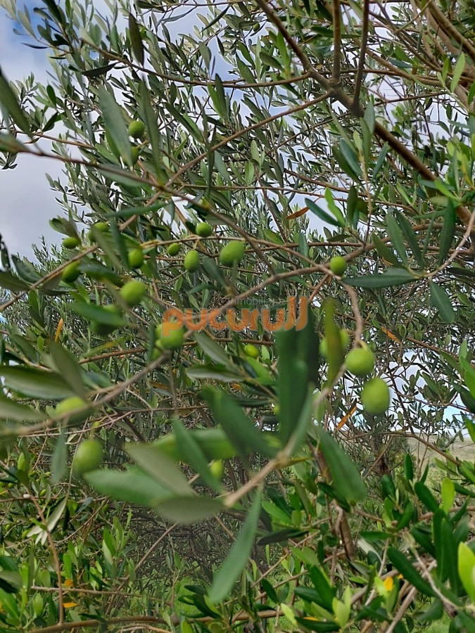 Chacra ID.776 - ATENCION!!! Chacra 5 hás. con Olivos 