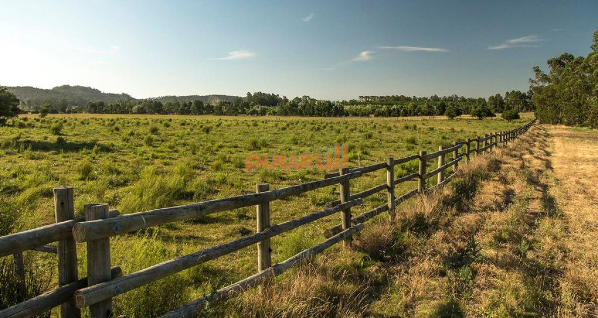 La Pataia - GoPunta - Portal Inmobiliario de Punta del Este - Maldonado