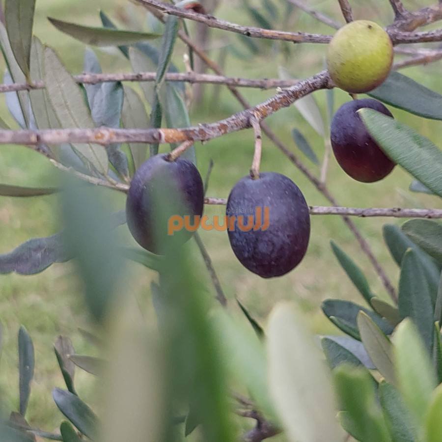 Chacra ID.776 - ATENCION!!! Chacra 5 hás. con Olivos 