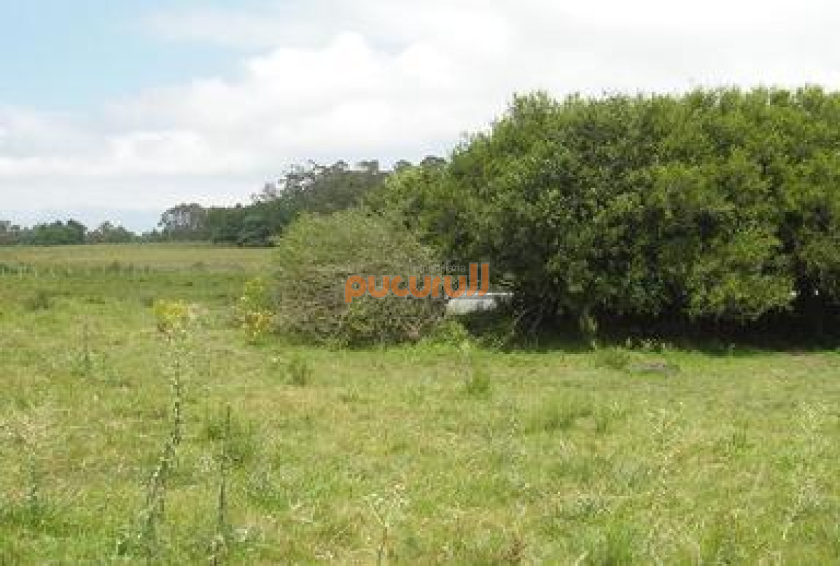 La Pataia - GoPunta - Portal Inmobiliario de Punta del Este - Maldonado