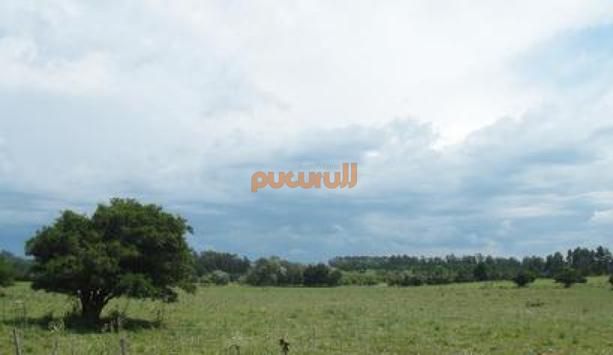 La Pataia - GoPunta - Portal Inmobiliario de Punta del Este - Maldonado
