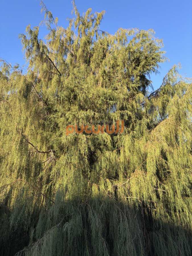Chacra ID.2221 - 