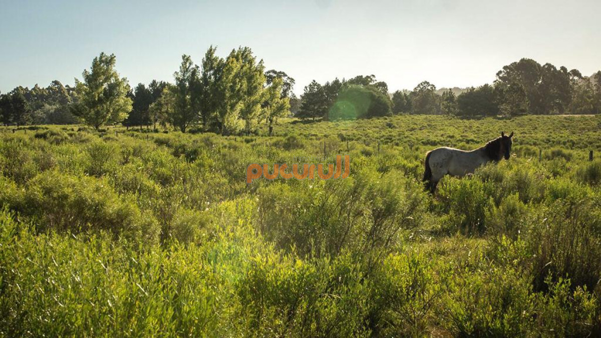 Chacra ID.1703 - 