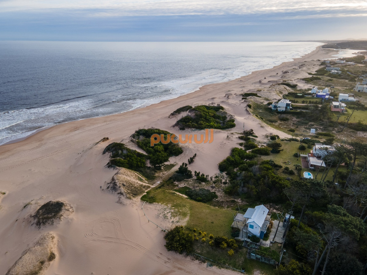 Chihuahua - GoPunta - Portal Inmobiliario de Punta del Este - Maldonado
