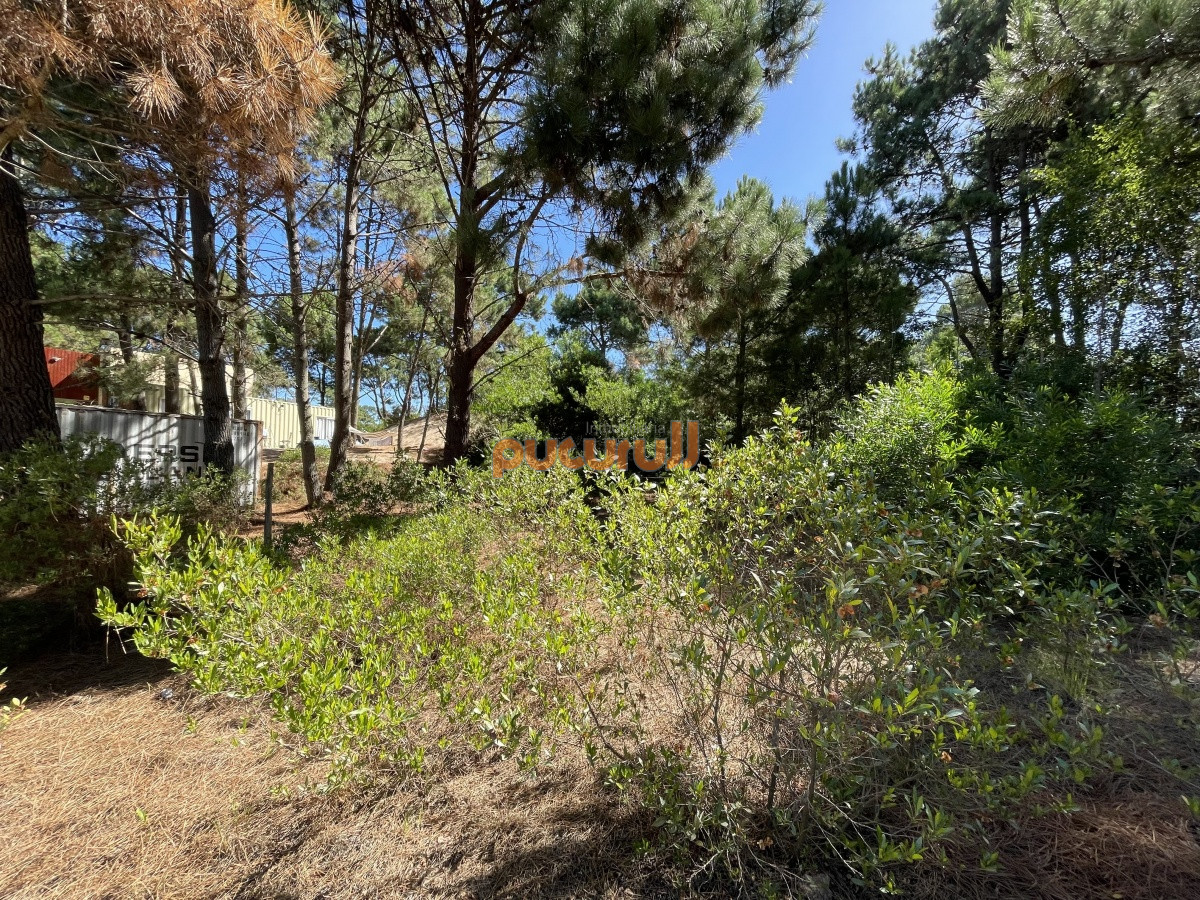 Terreno en Punta Ballena, Chihuahua