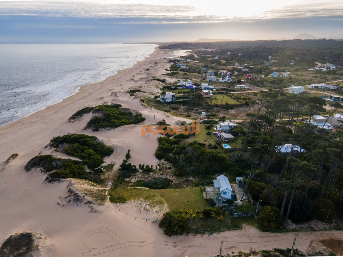 Chihuahua - GoPunta - Portal Inmobiliario de Punta del Este - Maldonado