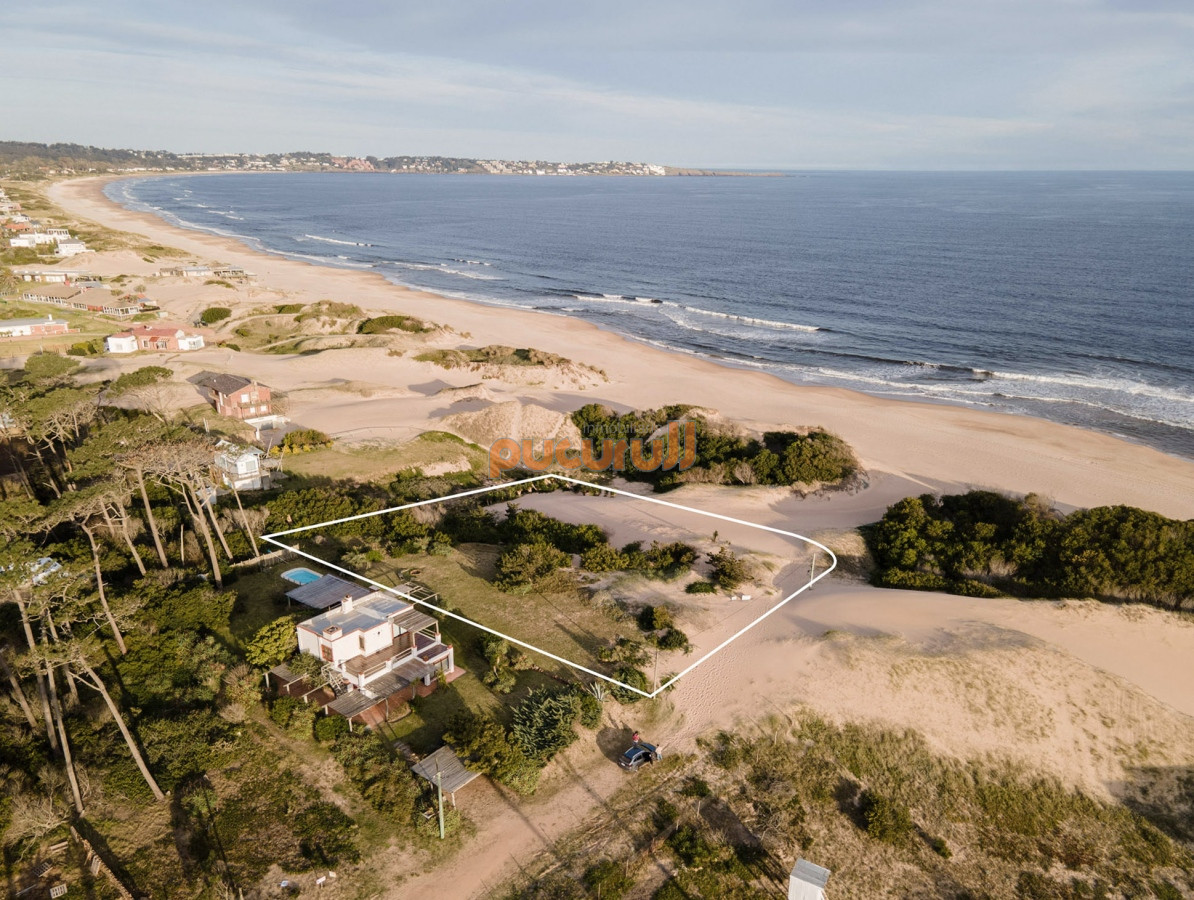 Chihuahua - GoPunta - Portal Inmobiliario de Punta del Este - Maldonado