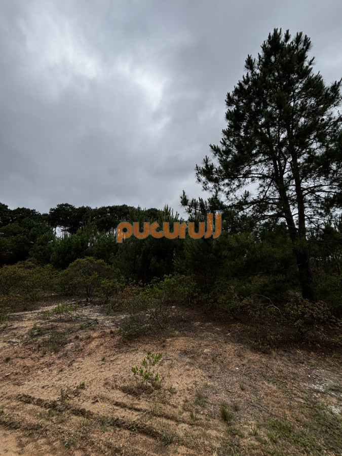 Chihuahua - GoPunta - Portal Inmobiliario de Punta del Este - Maldonado