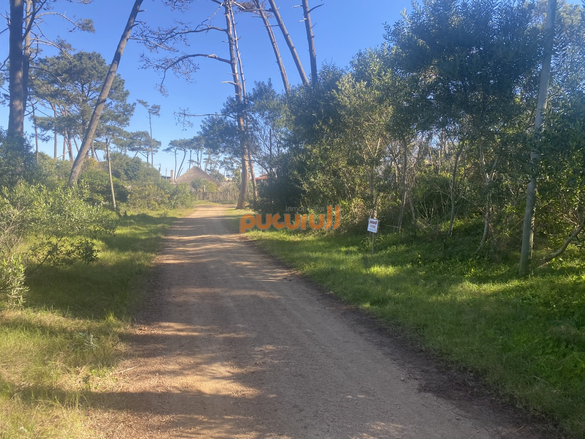 Chihuahua - GoPunta - Portal Inmobiliario de Punta del Este - Maldonado