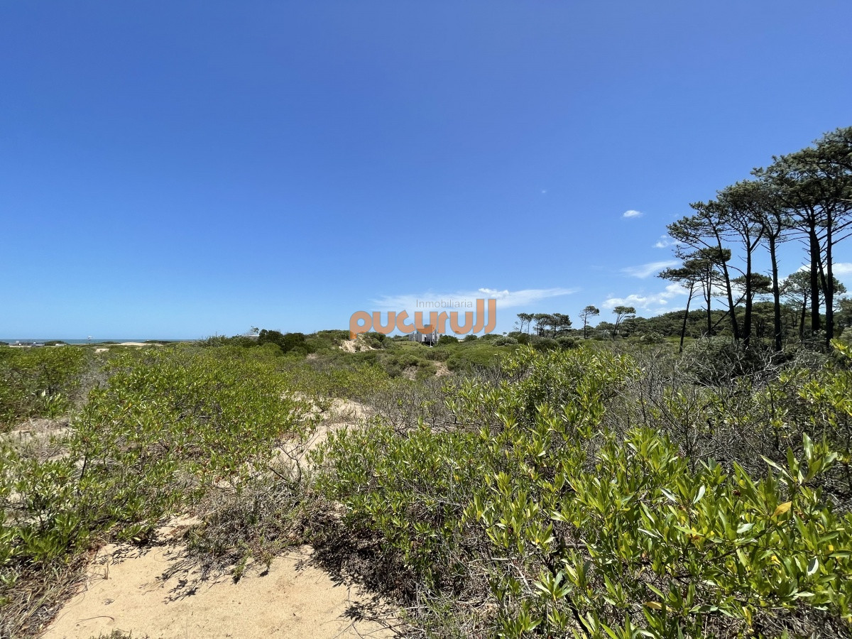 Chihuahua - GoPunta - Portal Inmobiliario de Punta del Este - Maldonado