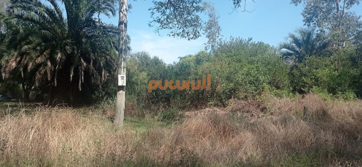Sauce de Portezuelo - GoPunta - Portal Inmobiliario de Punta del Este - Maldonado
