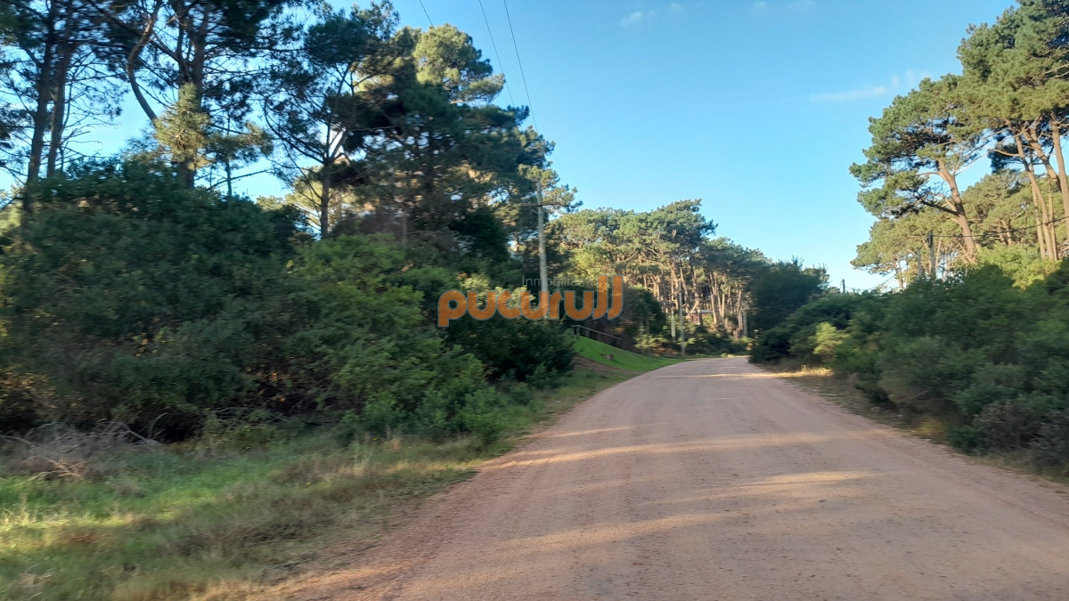 Chihuahua - GoPunta - Portal Inmobiliario de Punta del Este - Maldonado