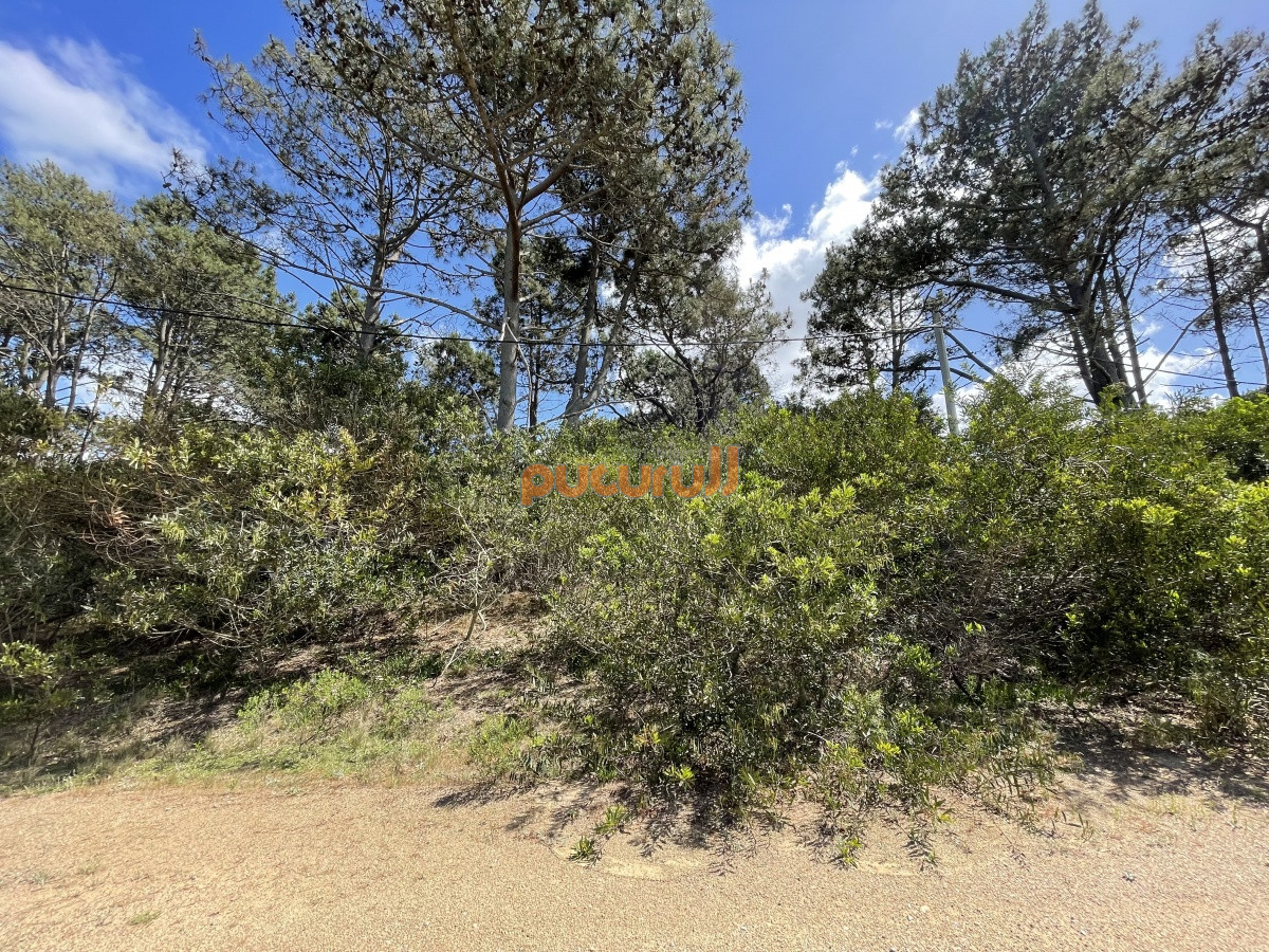 Chihuahua - GoPunta - Portal Inmobiliario de Punta del Este - Maldonado