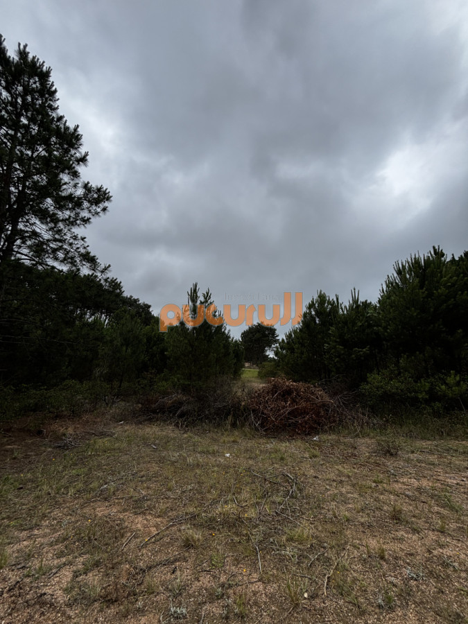 Chihuahua - GoPunta - Portal Inmobiliario de Punta del Este - Maldonado