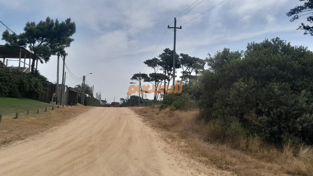 Chihuahua - GoPunta - Portal Inmobiliario de Punta del Este - Maldonado