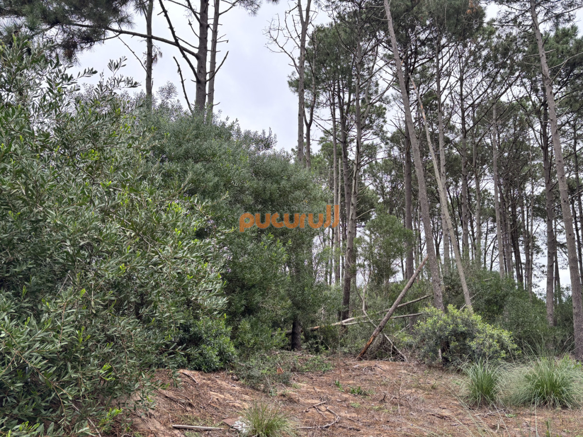 Terreno ID.2774 - Terreno en chihuahua 