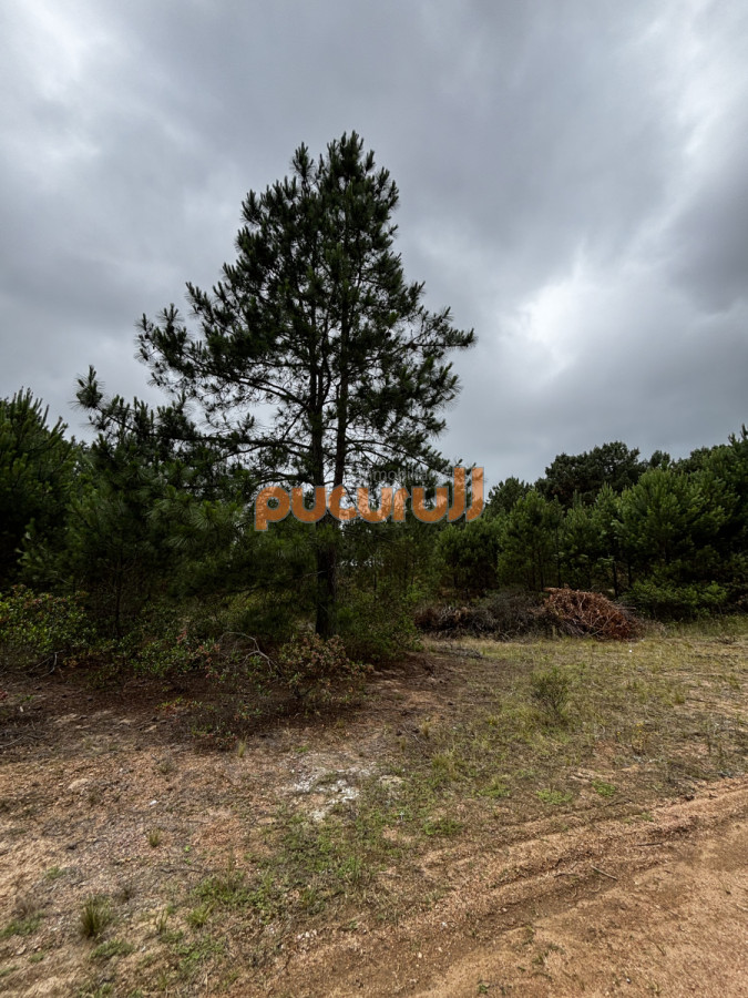 Chihuahua - GoPunta - Portal Inmobiliario de Punta del Este - Maldonado