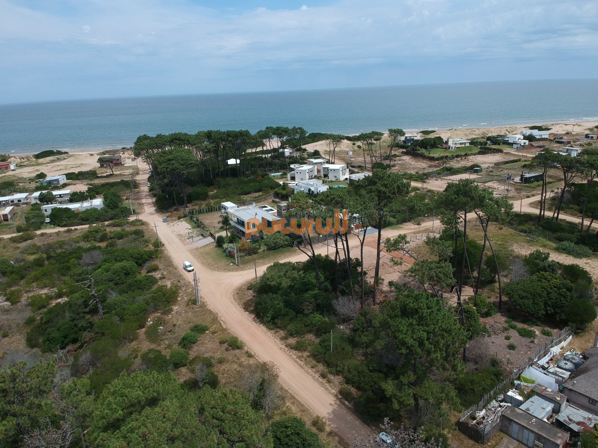 Chihuahua - GoPunta - Portal Inmobiliario de Punta del Este - Maldonado