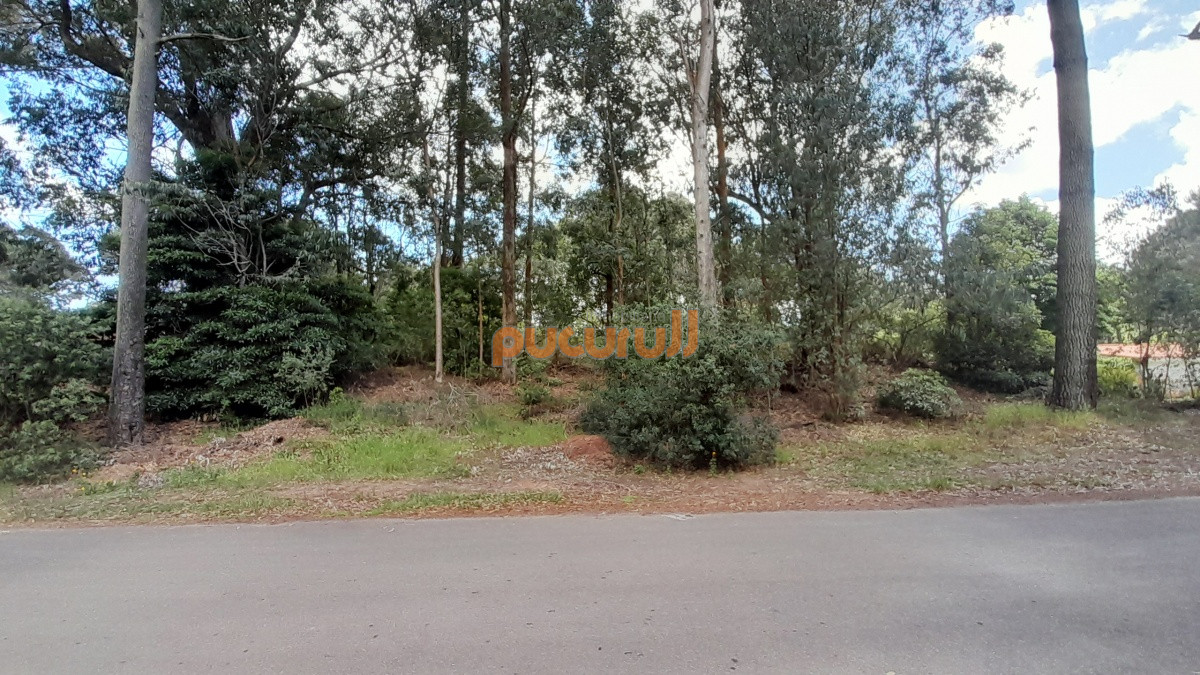 Portezuelo Bosque - GoPunta - Portal Inmobiliario de Punta del Este - Maldonado