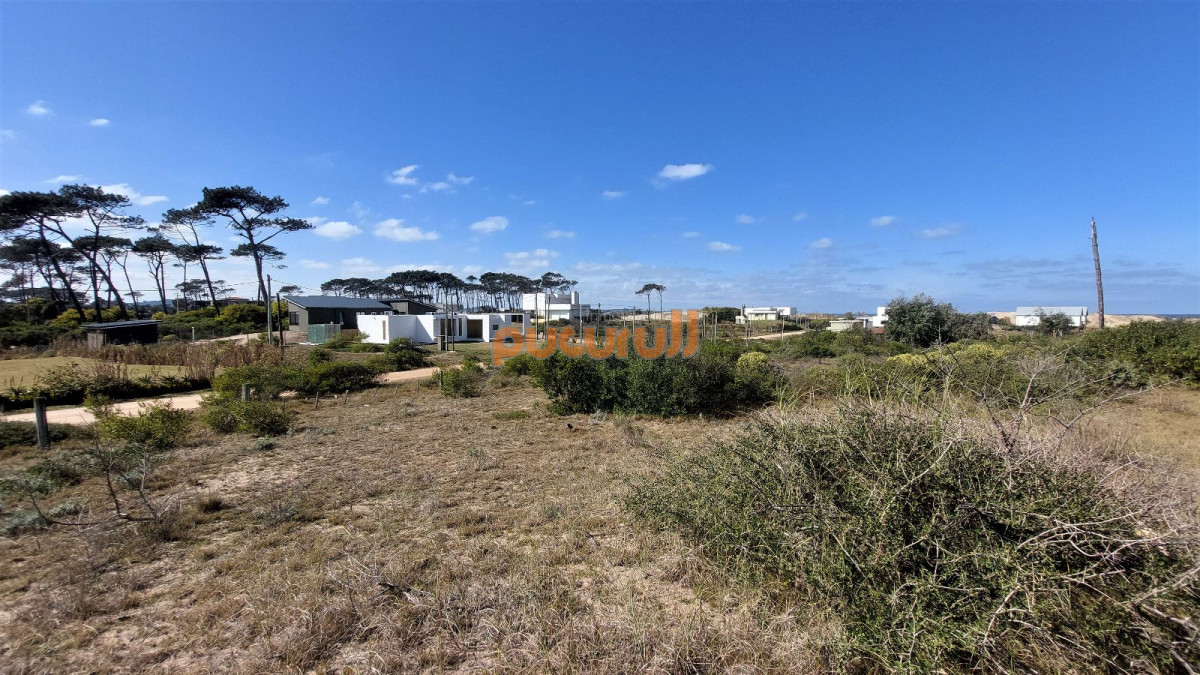 Chihuahua - GoPunta - Portal Inmobiliario de Punta del Este - Maldonado