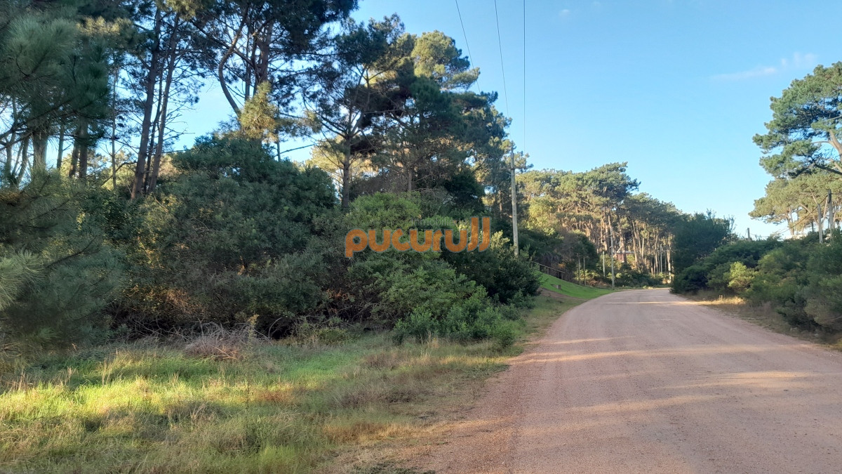 Chihuahua - GoPunta - Portal Inmobiliario de Punta del Este - Maldonado