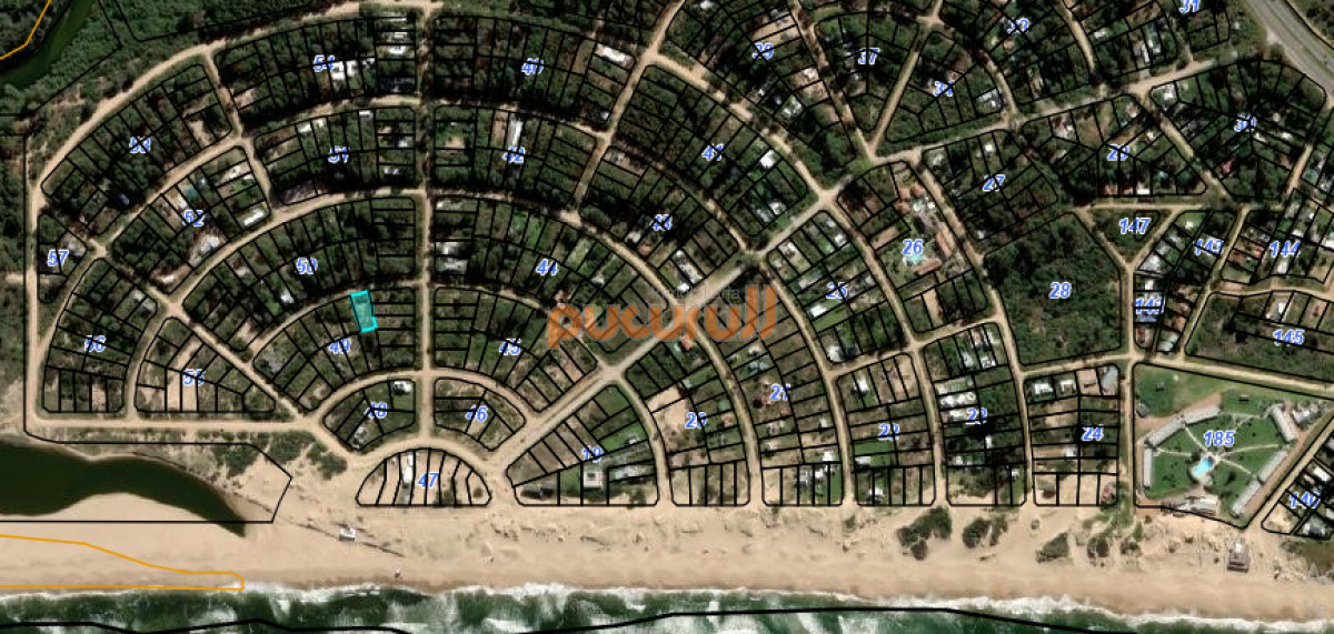 Chihuahua - GoPunta - Portal Inmobiliario de Punta del Este - Maldonado