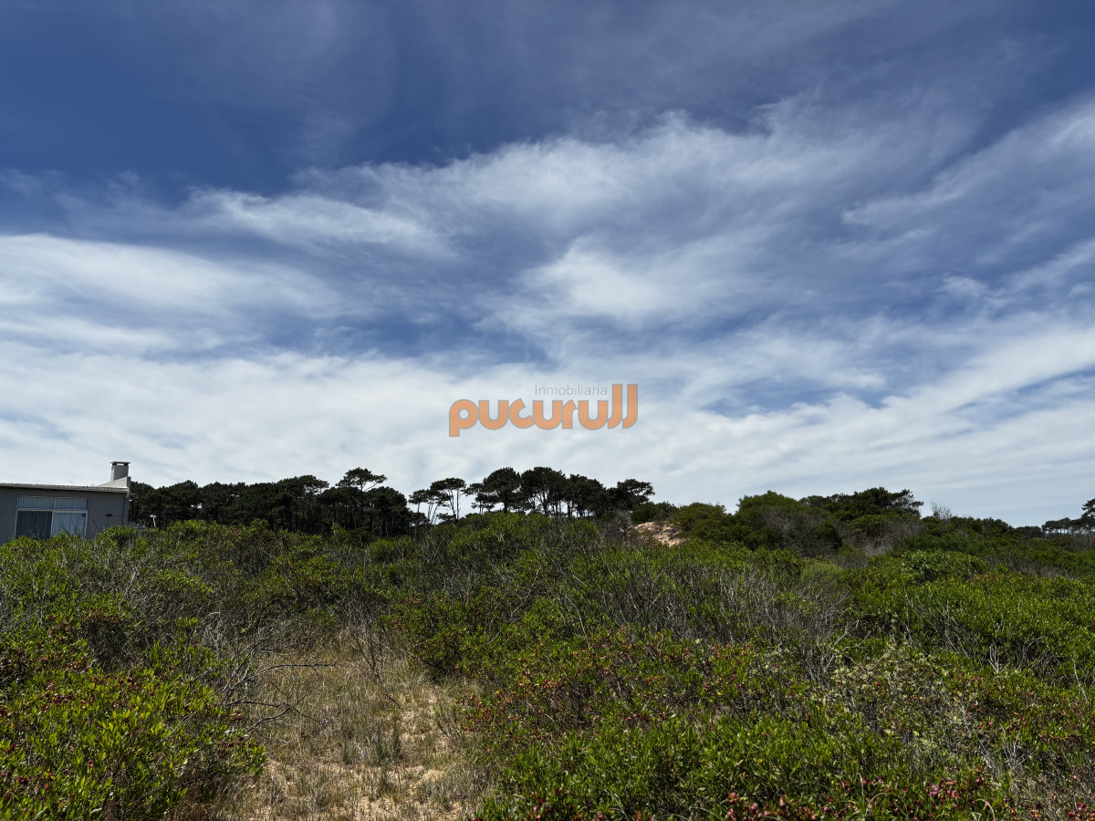 Chihuahua - GoPunta - Portal Inmobiliario de Punta del Este - Maldonado