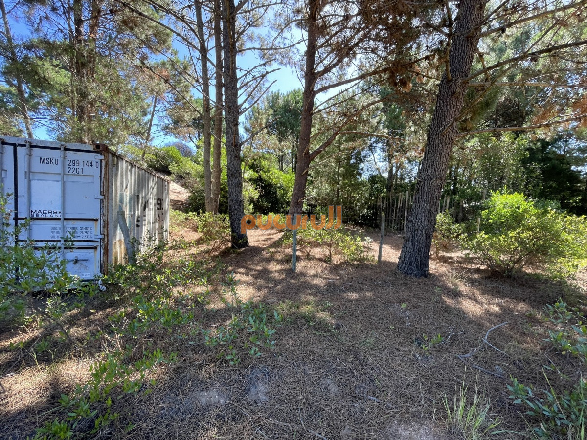 Chihuahua - GoPunta - Portal Inmobiliario de Punta del Este - Maldonado