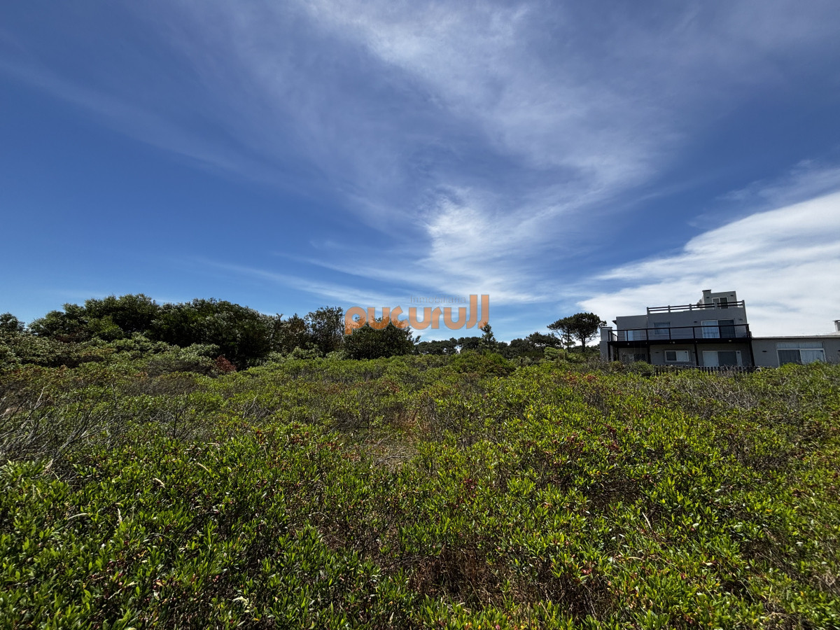 Chihuahua - GoPunta - Portal Inmobiliario de Punta del Este - Maldonado