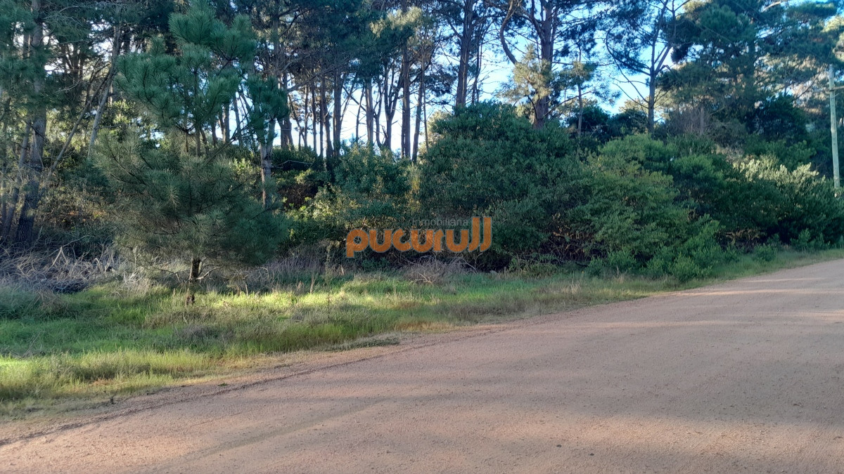 Chihuahua - GoPunta - Portal Inmobiliario de Punta del Este - Maldonado