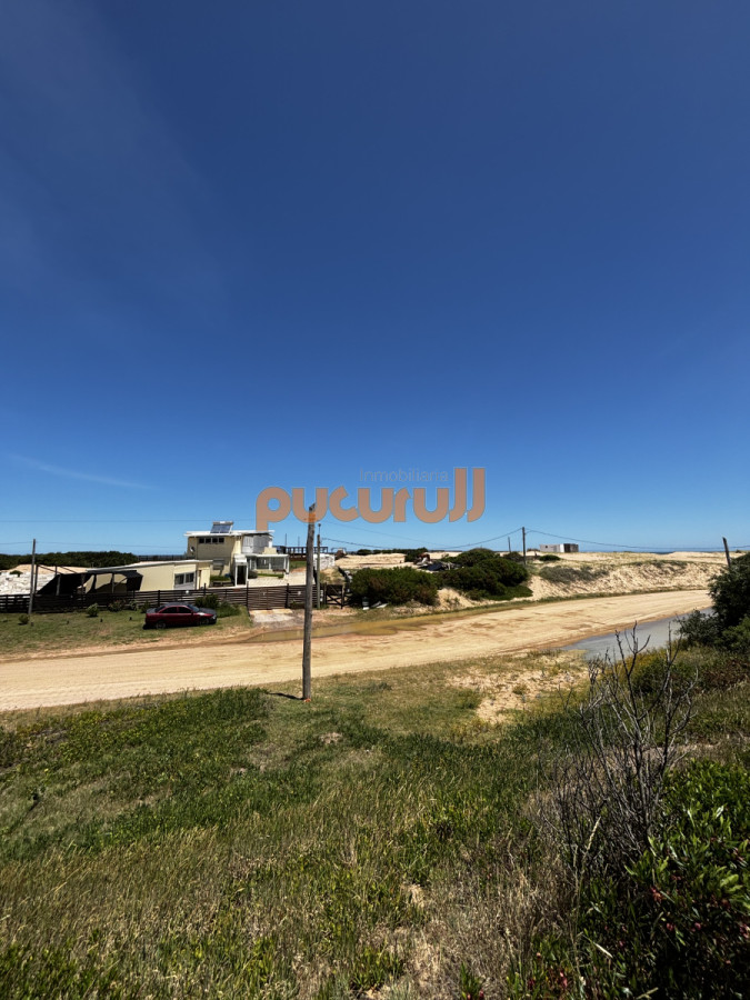 Chihuahua - GoPunta - Portal Inmobiliario de Punta del Este - Maldonado