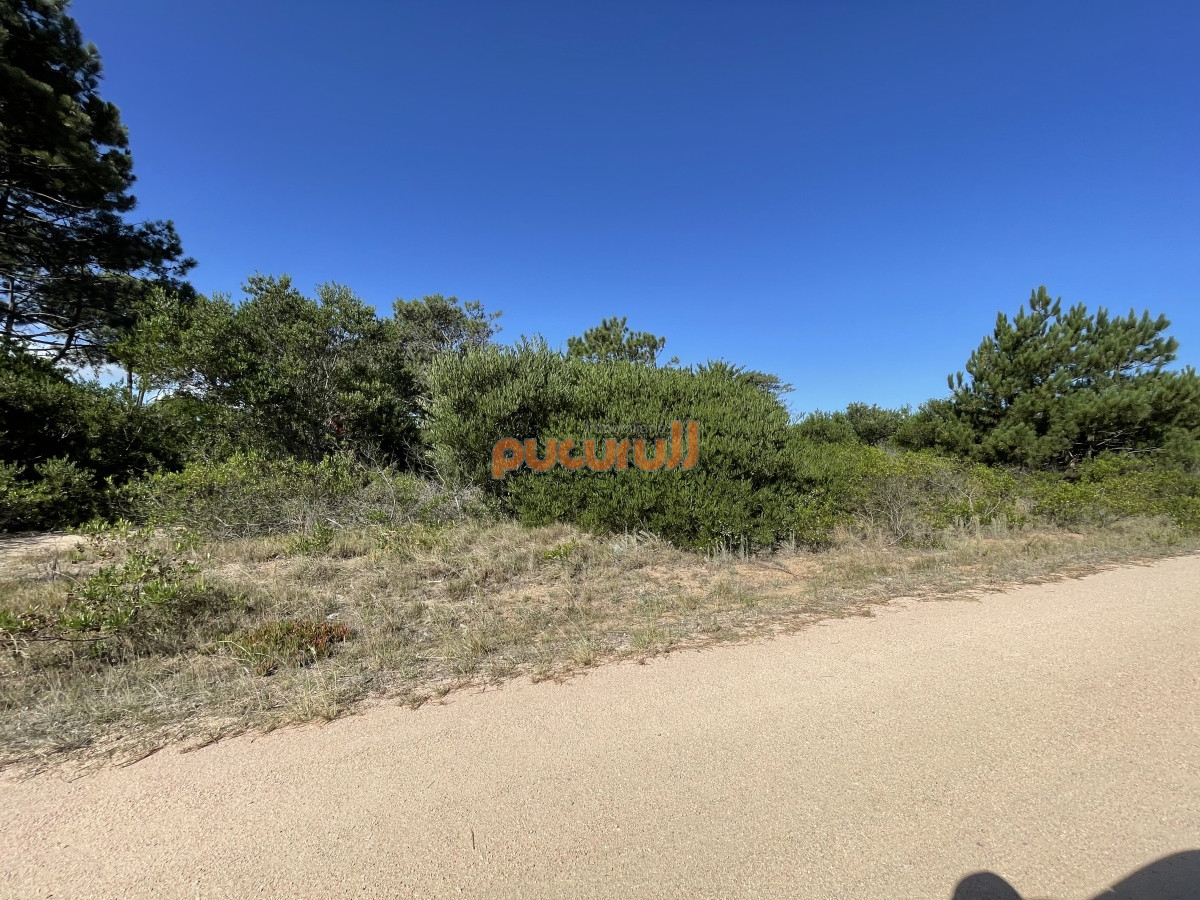 Chihuahua - GoPunta - Portal Inmobiliario de Punta del Este - Maldonado