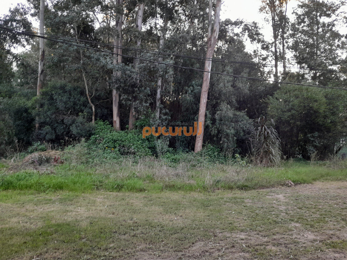 Sauce de Portezuelo - GoPunta - Portal Inmobiliario de Punta del Este - Maldonado
