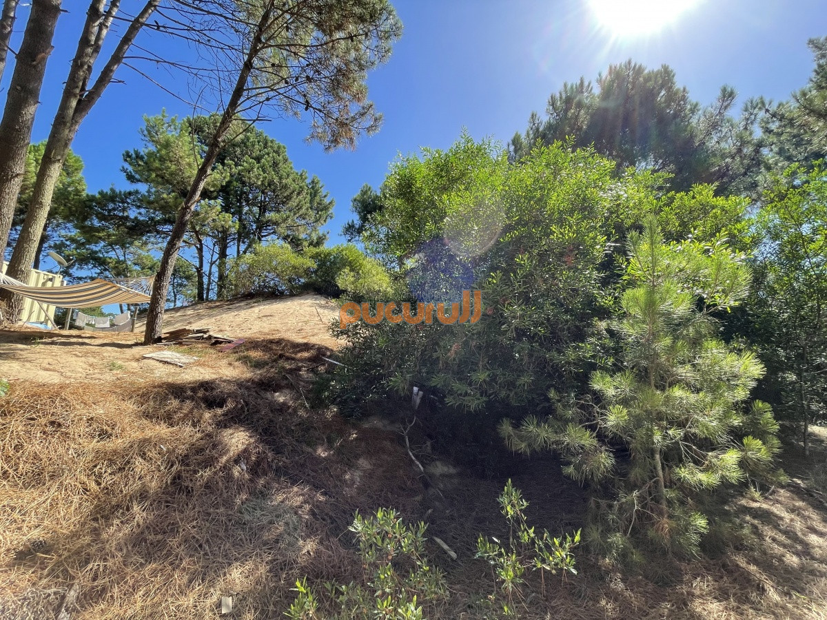 Chihuahua - GoPunta - Portal Inmobiliario de Punta del Este - Maldonado