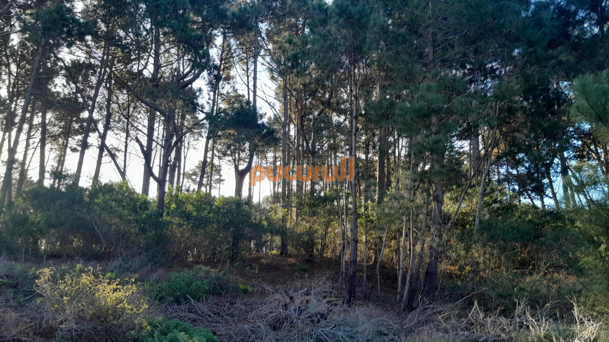 Chihuahua - GoPunta - Portal Inmobiliario de Punta del Este - Maldonado