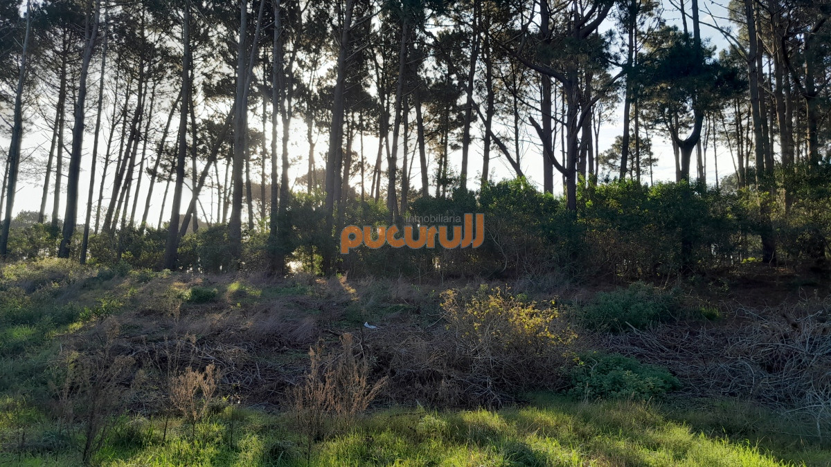 Chihuahua - GoPunta - Portal Inmobiliario de Punta del Este - Maldonado