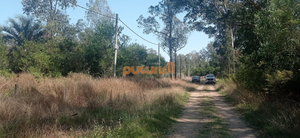 Sauce de Portezuelo - GoPunta - Portal Inmobiliario de Punta del Este - Maldonado