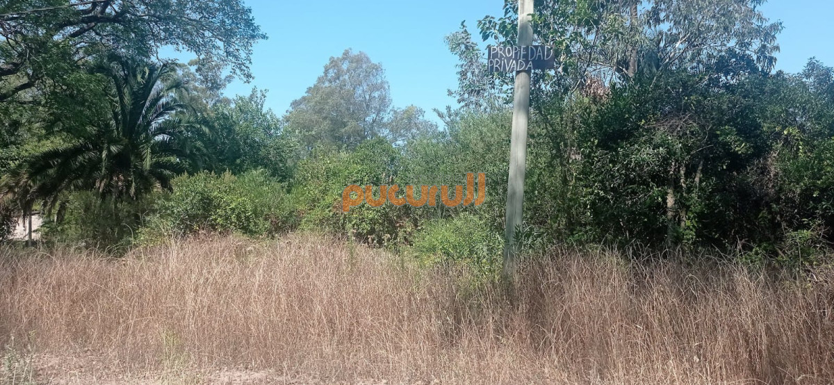 Sauce de Portezuelo - GoPunta - Portal Inmobiliario de Punta del Este - Maldonado