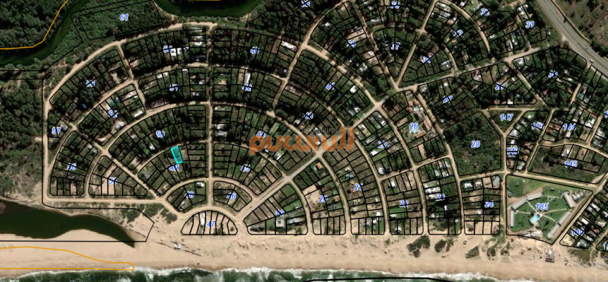 Chihuahua - GoPunta - Portal Inmobiliario de Punta del Este - Maldonado