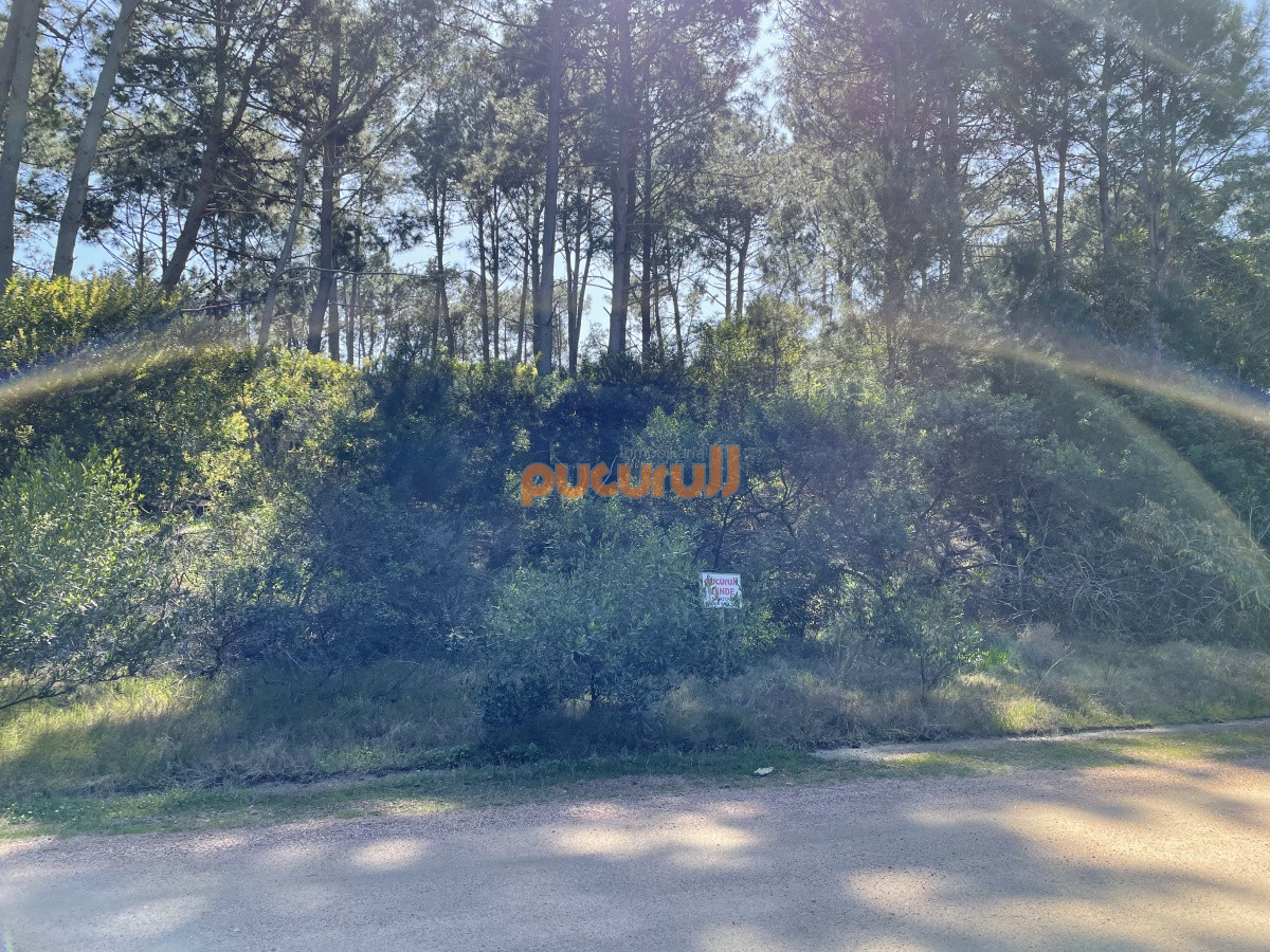 Chihuahua - GoPunta - Portal Inmobiliario de Punta del Este - Maldonado