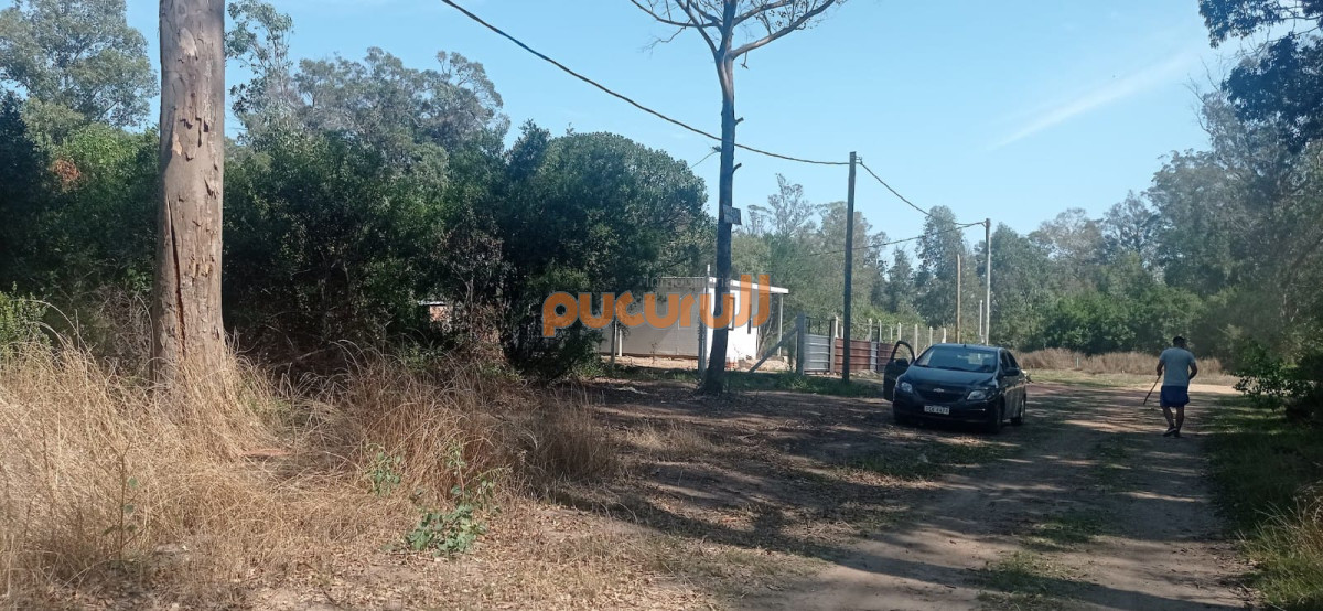 Sauce de Portezuelo - GoPunta - Portal Inmobiliario de Punta del Este - Maldonado