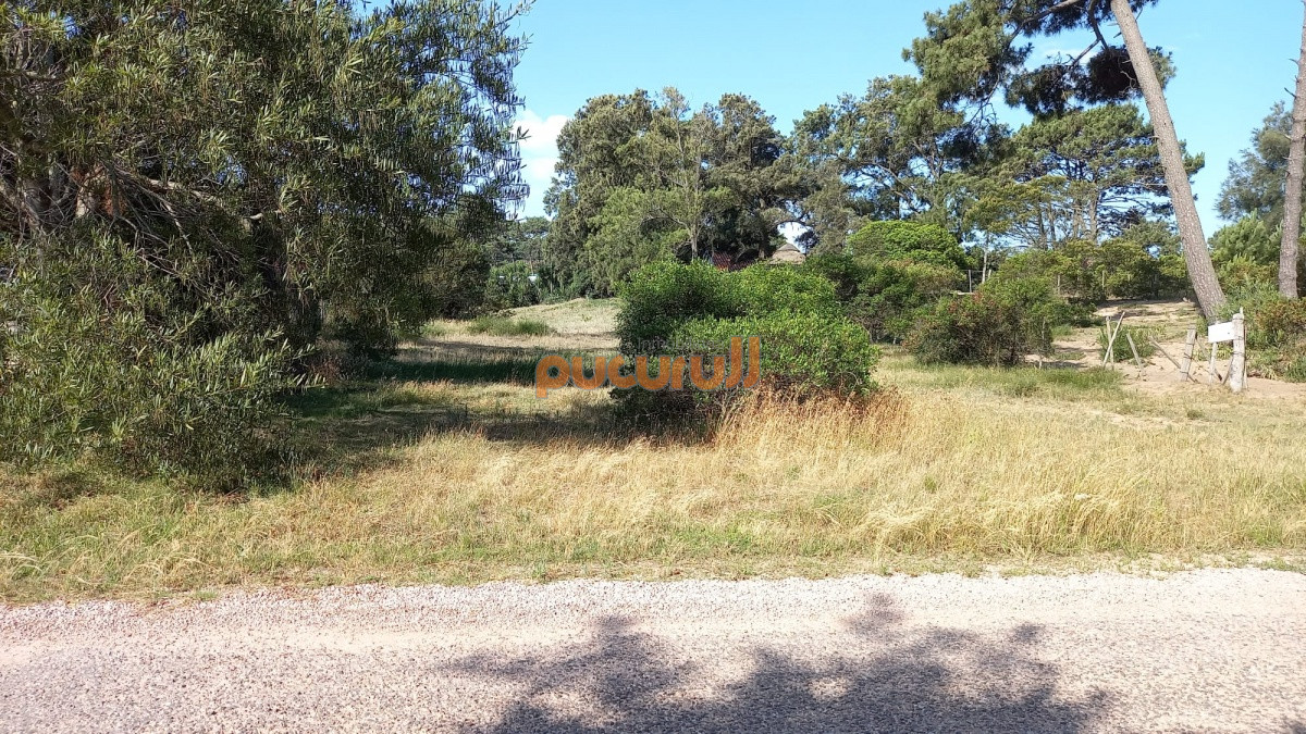 Tio Tom - GoPunta - Portal Inmobiliario de Punta del Este - Maldonado
