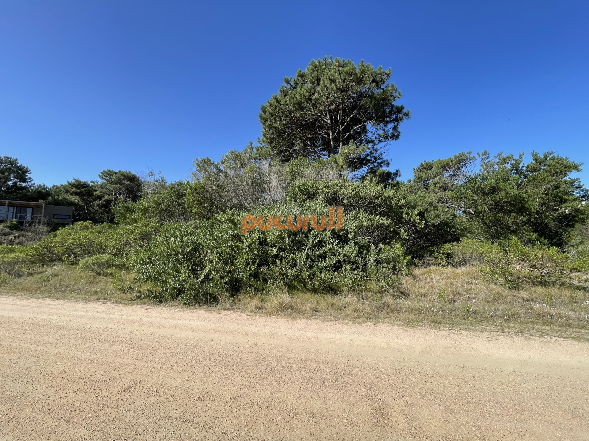 Chihuahua - GoPunta - Portal Inmobiliario de Punta del Este - Maldonado