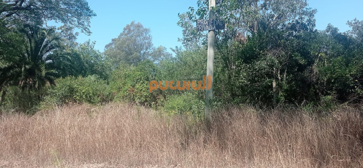 Sauce de Portezuelo - GoPunta - Portal Inmobiliario de Punta del Este - Maldonado