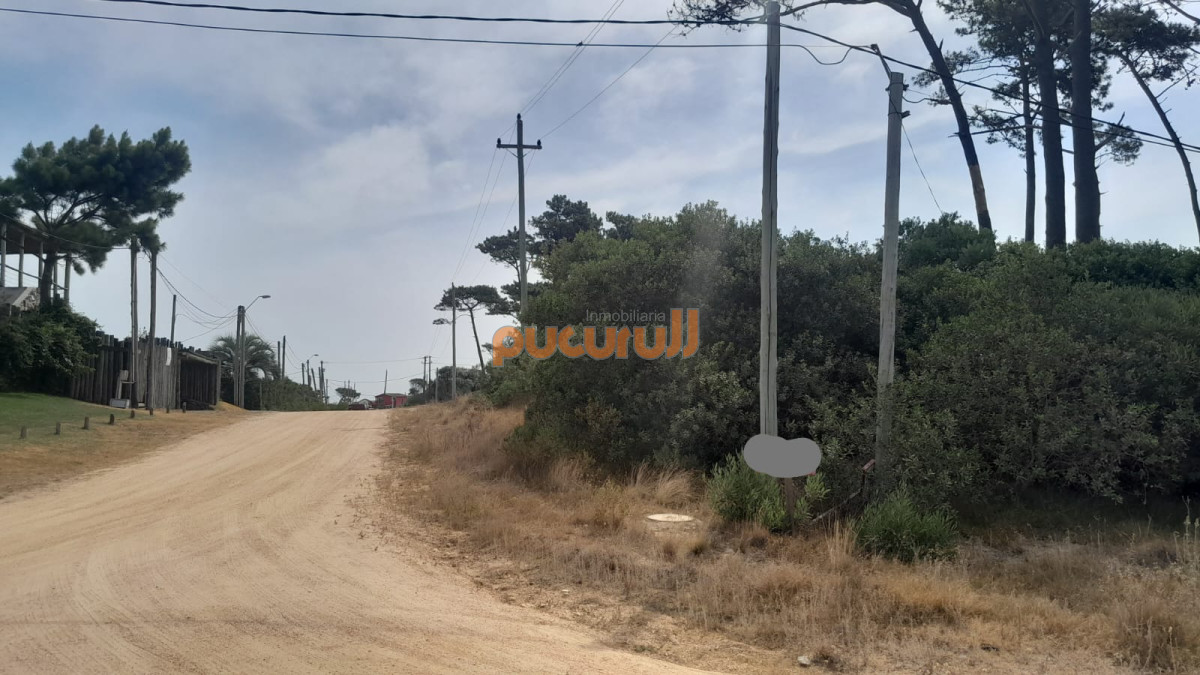 Chihuahua - GoPunta - Portal Inmobiliario de Punta del Este - Maldonado