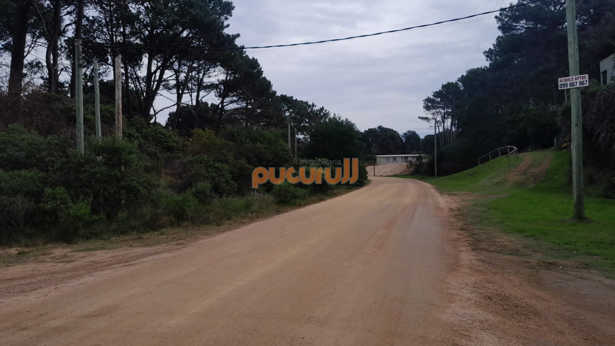 Chihuahua - GoPunta - Portal Inmobiliario de Punta del Este - Maldonado