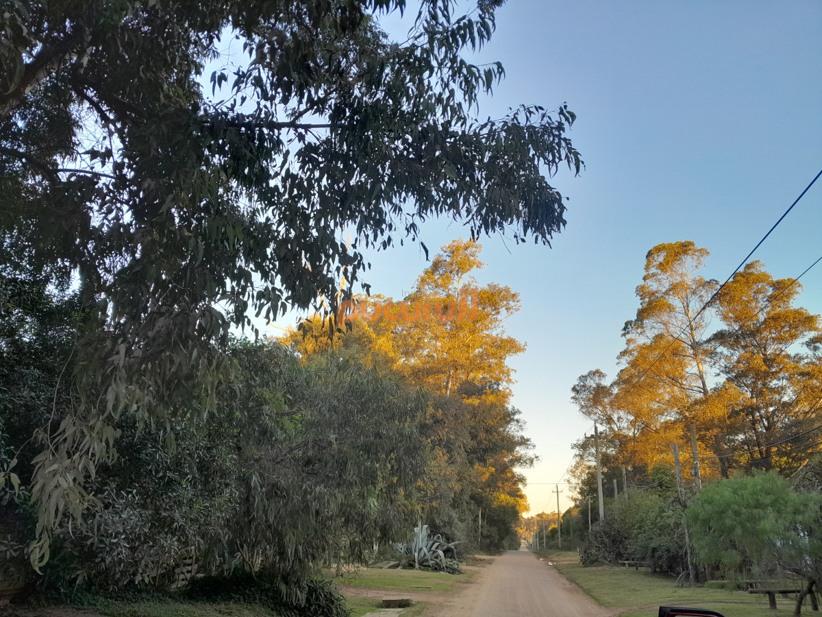 Sauce de Portezuelo - GoPunta - Portal Inmobiliario de Punta del Este - Maldonado