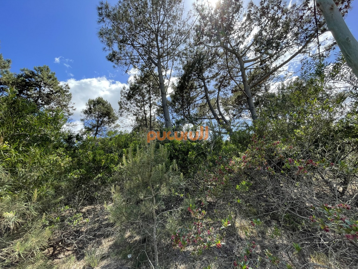 Chihuahua - GoPunta - Portal Inmobiliario de Punta del Este - Maldonado