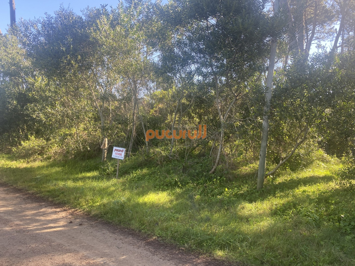 Chihuahua - GoPunta - Portal Inmobiliario de Punta del Este - Maldonado